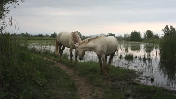 Widok Dwa Białe Konie Camargue Ujściu Rzeki Isonzo Włochy — Wideo stockowe