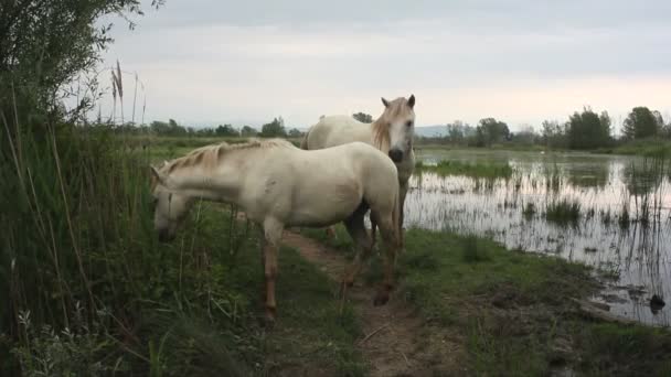 Άποψη Των Δύο Λευκών Camargue Άλογα Στις Εκβολές Του Ποταμού — Αρχείο Βίντεο