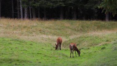 İtalya 'daki Paneveggio Parkı' nda geyik otlağı