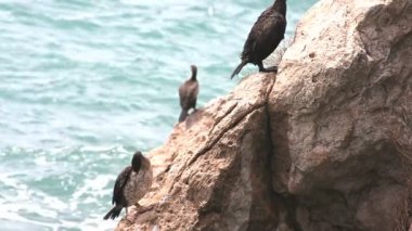 Marangoni 'nin manzarası - Avrupa Shags in the rock