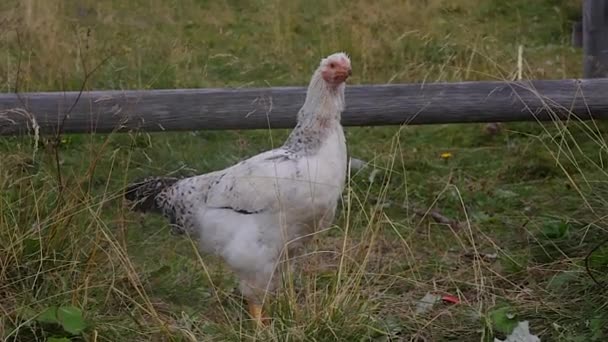 Galinhas Brancas Fazenda — Vídeo de Stock