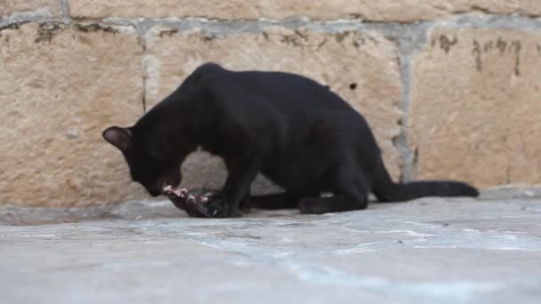 魚を食べる黒猫 — ストック動画