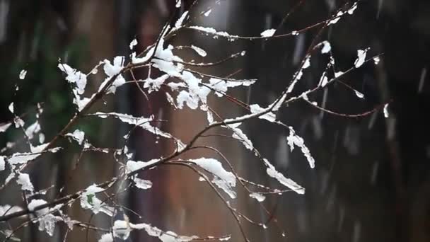 雪 — 图库视频影像