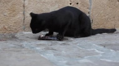 Kara kedi balık yiyor.