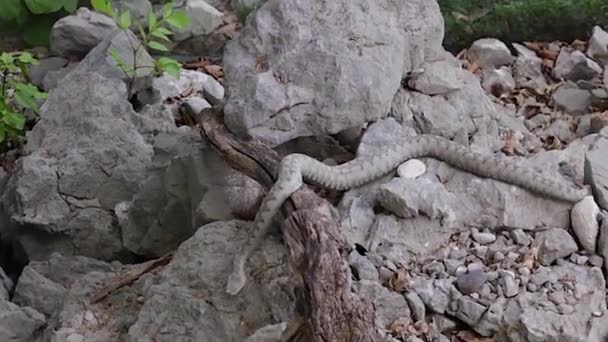 Ammodytes de vipera — Video