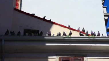 Güvercinler