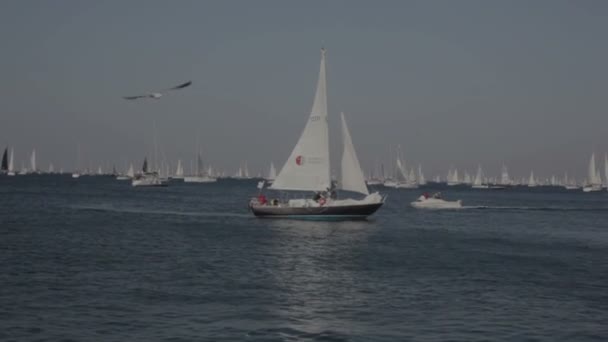 Trieste Italien Oktober 2018 Segelbåtar Barcolana Den Oktober 2018 — Stockvideo