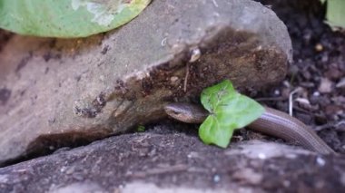Anguis fragilis ya da yavaş solucan, yavaş solucanlar veya yavaş solucanlar, Avrasya 'ya özgü bir sürüngendir. Aynı zamanda kör solucan ya da kör solucan olarak da bilinir..