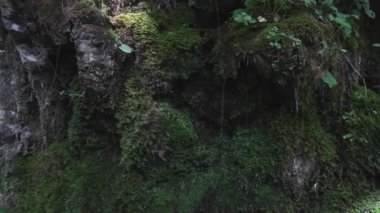 Yosun kaya, Tolminka Nehri Vadisi. Javorca. Slovenya