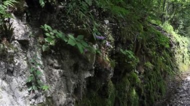 Yosun kaya, Tolminka Nehri Vadisi. Javorca. Slovenya