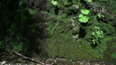 Yosun kaya, Tolminka Nehri Vadisi. Javorca. Slovenya