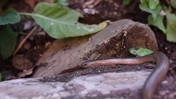 アンギスの脆弱性 または遅いワーム 遅いワームや遅いワームは ユーラシア原産の石灰岩の爬虫類です 目の見えない虫や目の見えない虫とも呼ばれる — ストック動画