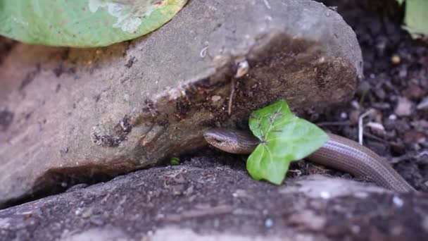 Anguis Fragilis Oder Langsamwurm Langsamwurm Oder Langsamwurm Ist Ein Bodenloses — Stockvideo