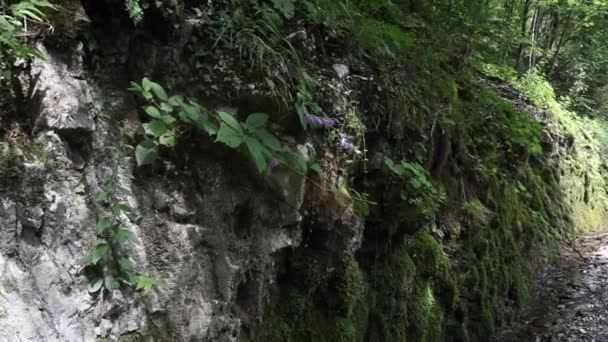 Mousse Dans Roche Vallée Rivière Tolminka Javorca Slovénie — Video