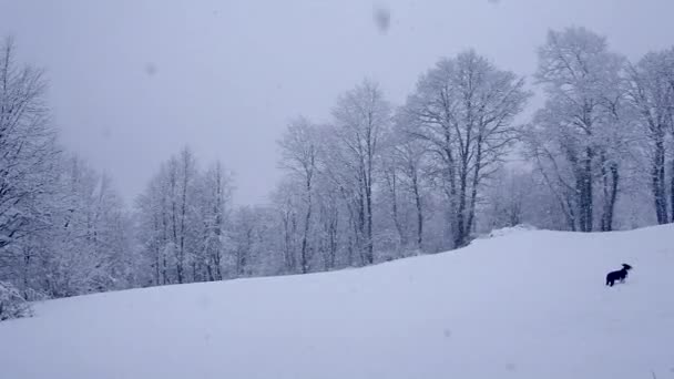 Hund Läuft Auf Schneebedecktem Feld — Stockvideo