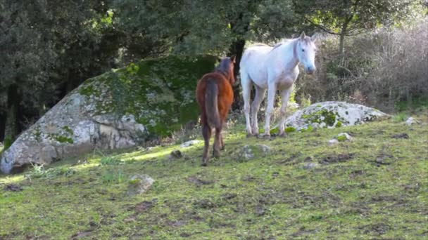 两匹马在阿尔特西纳山区的田里吃草 — 图库视频影像