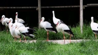 Hayvan yetiştirme White leylek görünümünü