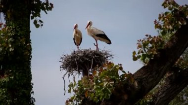 Görünümünü iki leylek yuvada oturuyor