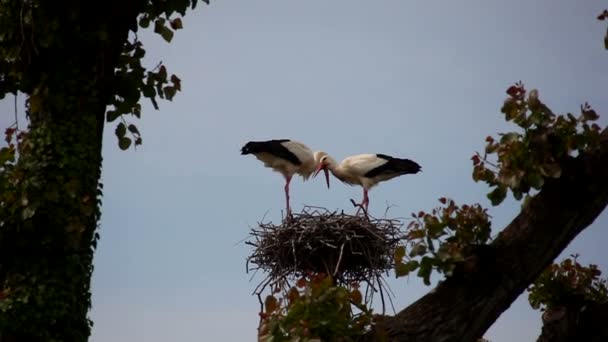 View Two Storks Sitting Nest — Stock Video