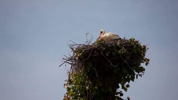 Blick Auf Zwei Störche Nest — Stockvideo