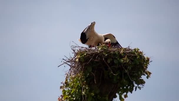 Blick Auf Zwei Störche Nest — Stockvideo
