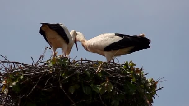 Blick Auf Zwei Störche Nest — Stockvideo