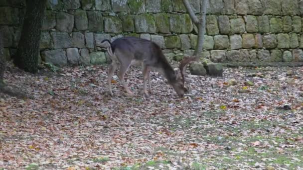 View Deer Grazing Altesina Park Sicily — Stock Video
