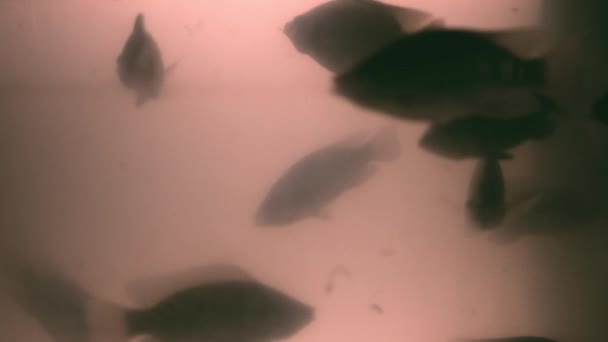 Many Fishes Swimming Water — Stock Video