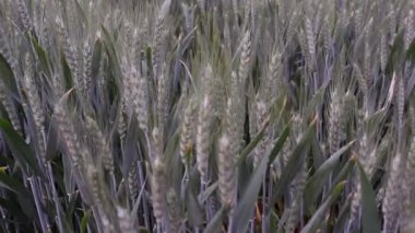 Rüzgarda sallanan buğday tarlası manzarası