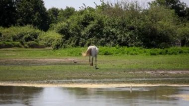 Vahşi Camargue atları sürüsü, Soca Nehri Ağzı. İtalya