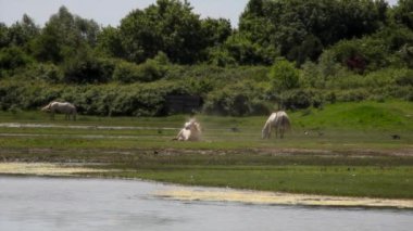 Vahşi Camargue atları sürüsü, Soca Nehri Ağzı. İtalya