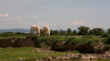 Vahşi Camargue atları sürüsü, Soca Nehri Ağzı. İtalya