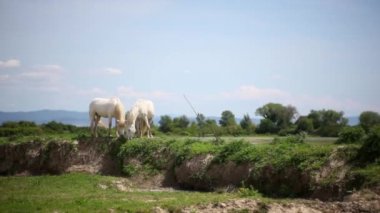 Vahşi Camargue atları sürüsü, Soca Nehri Ağzı. İtalya