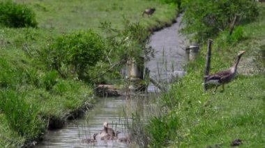 İtalya 'nın Soca Nehri Ağzı' ndaki Gri Kazların manzarası