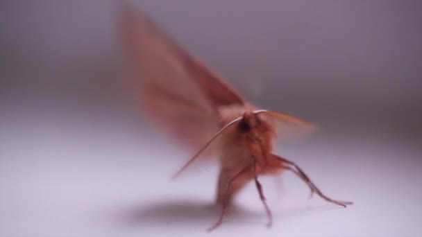 Moth Insekter Relaterade Till Fjärilar Och Tillhör Ordningen Lepidoptera — Stockvideo