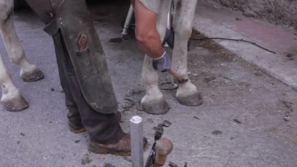 Vue Cavalier Qui Travaille Sur Cheval Blanc — Video