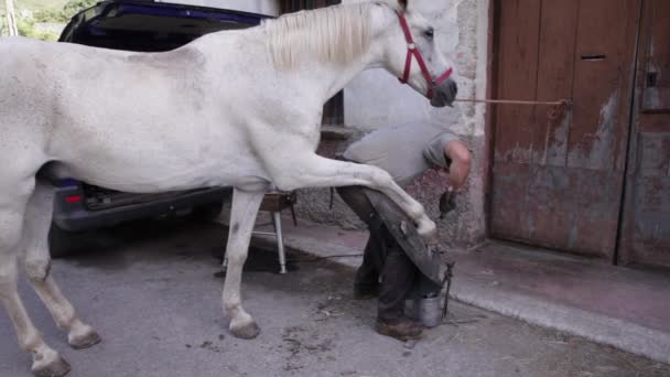 2016 日の白い馬に取り組んでラス Herrerias スペイン 馬の蹄鉄工 — ストック動画