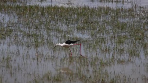 Vue Échasses Ailes Noires Dans Embouchure Rivière Soca Italie — Video