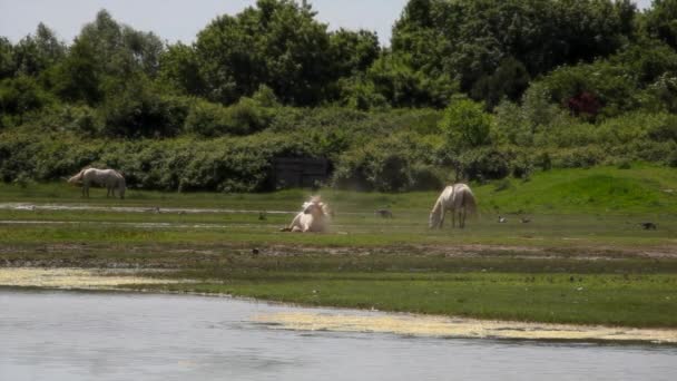 在索卡河河口 成群的野马 意大利 — 图库视频影像