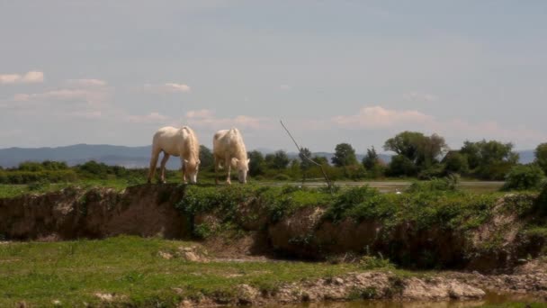 Stádo Divokých Camargue Koní Soca River Mouth Itálie — Stock video