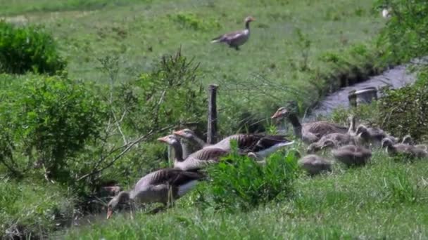 Vue Des Oies Grises Dans Embouchure Rivière Soca Italie — Video