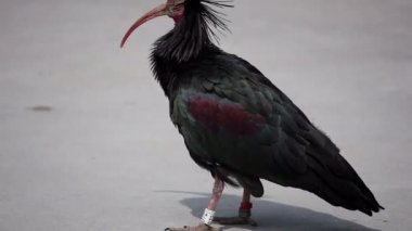 Kuş görüntüsü Ibis eremita