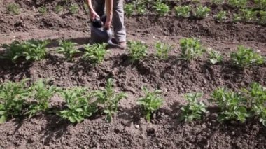 bitkilerin sulama ile sulama