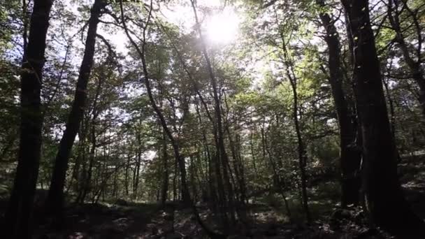 Panoramisch Het Sloveense Bos — Stockvideo