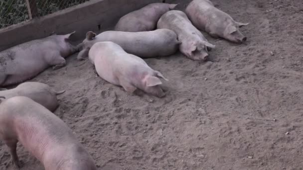 Vue Porc Domestique Dans Porcherie — Video