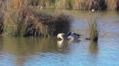 Marano gölündeki Mallards manzarası, Valle Kanalı Novo 'nun Doğa rezervi