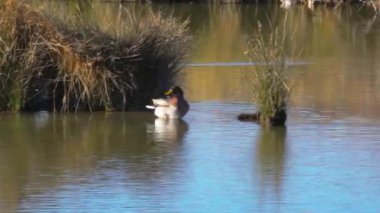 Marano gölündeki Mallards manzarası, Valle Kanalı Novo 'nun Doğa rezervi