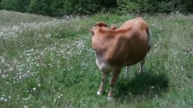İnek Tolminka Vadisi nehre otlatma. Javorca. Slovenya