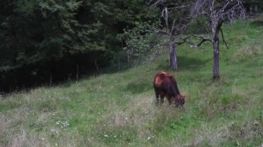 İnek Tolminka Vadisi nehre otlatma. Javorca. Slovenya