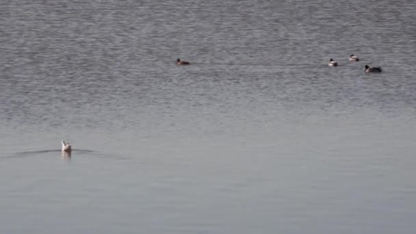 Pohled Mallards Laguně Marano Přírodní Rezervace Valle Kanál Novo — Stock video